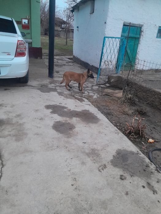 Малинуа  ургашы 4аилык