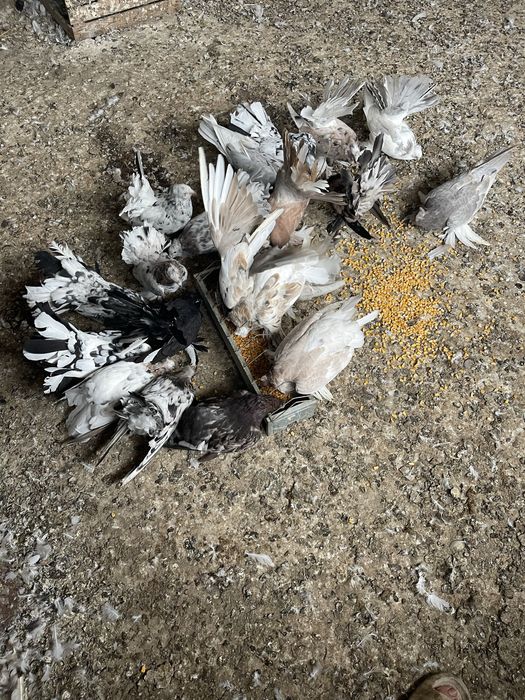 Vand porumbei indieni