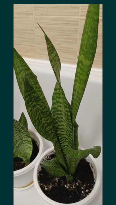 Продам цветы сансеверия Тещин язык ,красивое полезное неприхотливый
