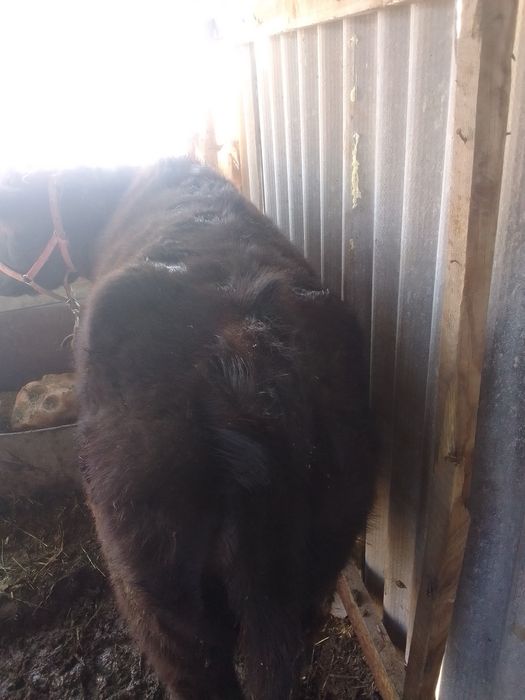 Сиыр срочна сатылады