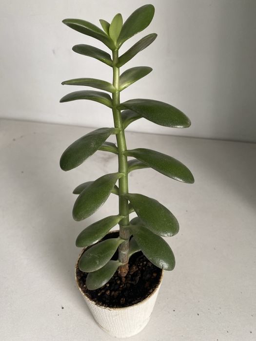 Денежное дерево крассула толстянка