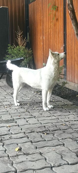 Собака молодая Хаски