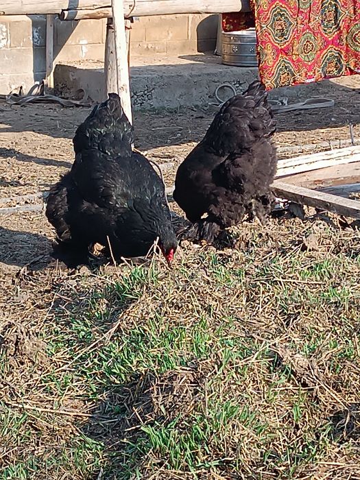 Продам  кур породы брама