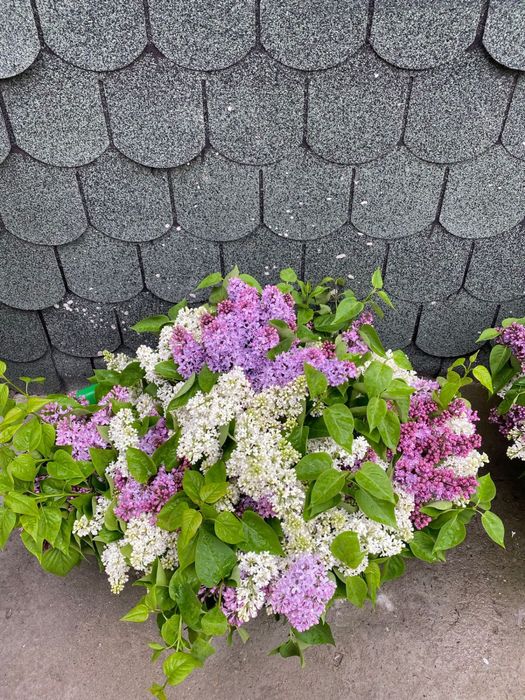 Апрельская сирень