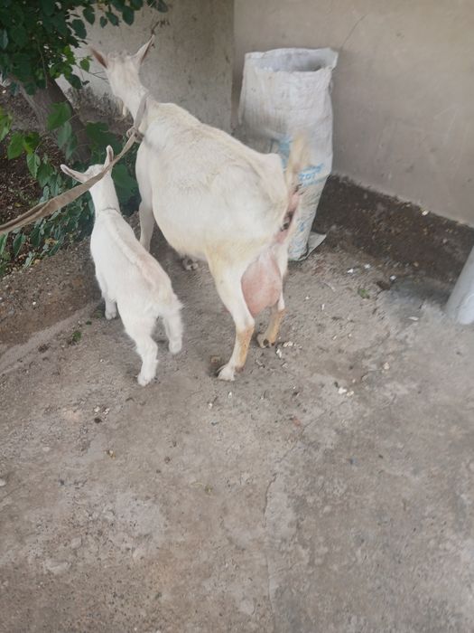 Ona bola zanin zotli echki sotiladi bolasi urgʻochi suti 2litr