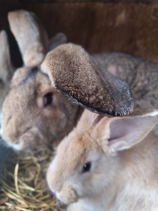 Vand iepuri de 2 luni si 1 an