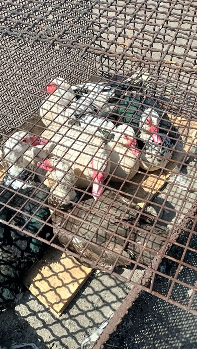 Продаю Инда-уток