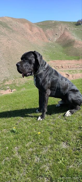 Немецкий дог, щенки немецкого дога