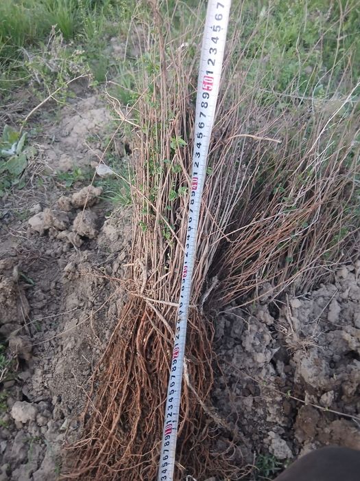 вяз Карагаш Тополь клён