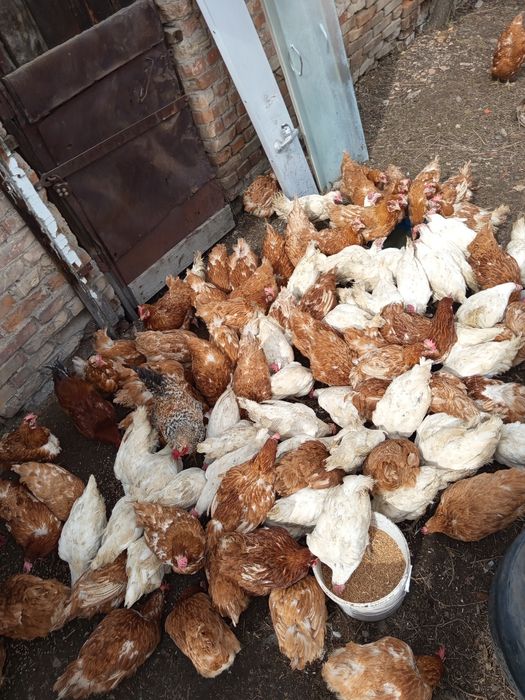 Продам курей несушек