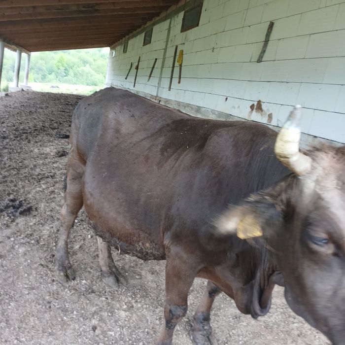 Vand vaca bruna de maramures