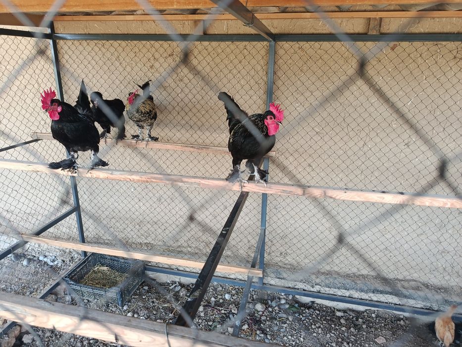 Yapon xoʻrozlar sotiladi