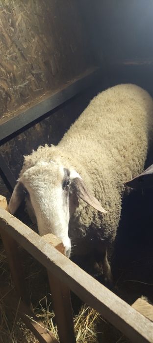 In căutare nou stapan