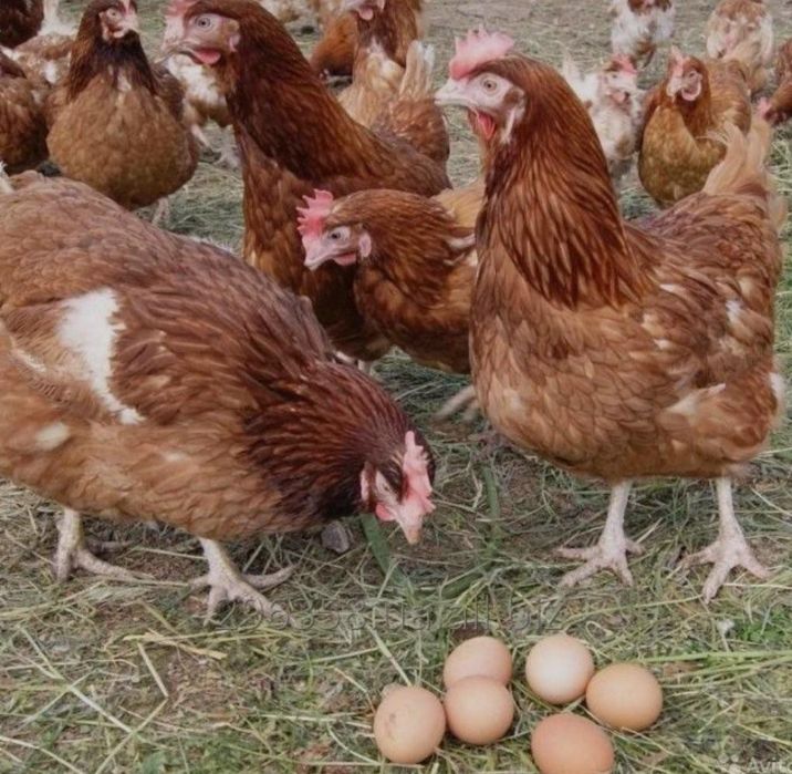 Классные несушки Ломан Браун