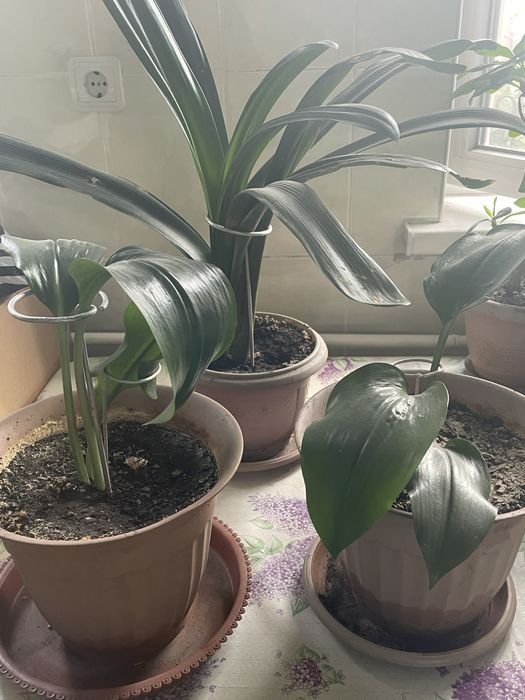 Продам комнатные цветы от 1000 тенге.