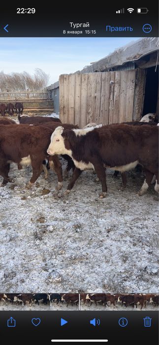 Продам белоголовых бычков 55 голов