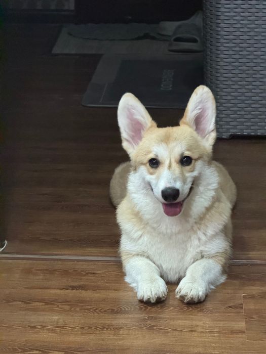 Кобель корги готов к вязке