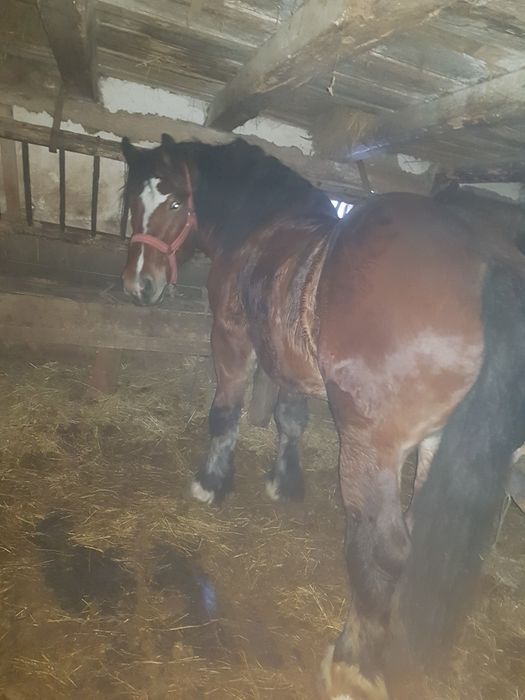 de vanzare manza de 3 ani