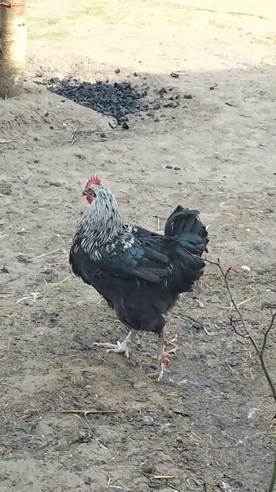 Қораздар сатылады