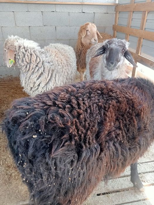 Тоқты ісек сатылады