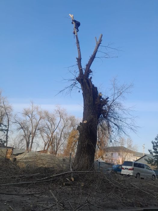 Спил деревьев Алматы