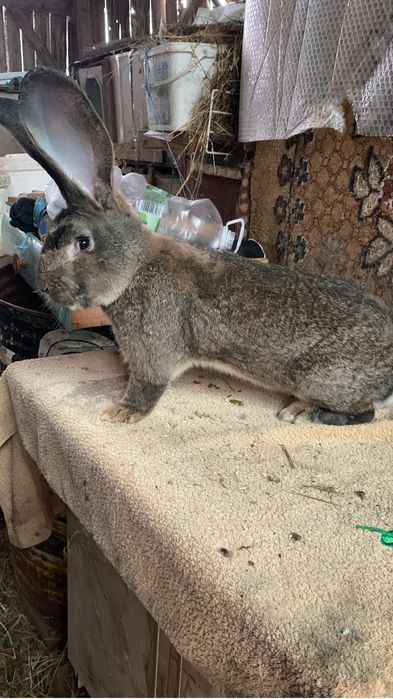 Urias german femele si masculi