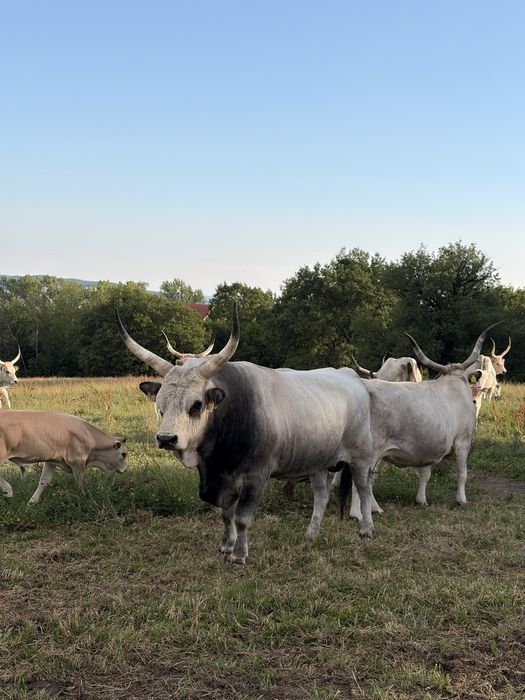 Taur sură de stepe