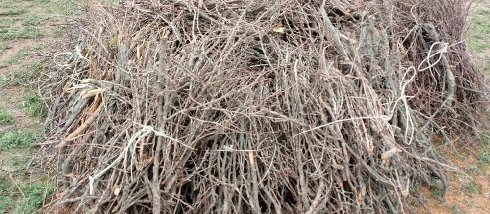 Урик шохалари богланган