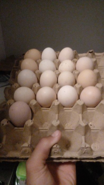 Katta Dik bilan qora yigit civcivlarni sikadi