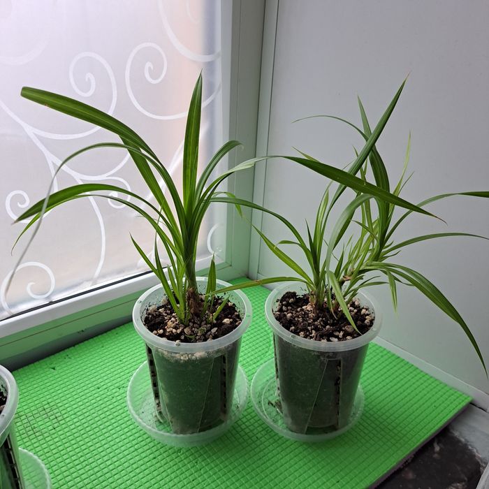 Пандан комнатный