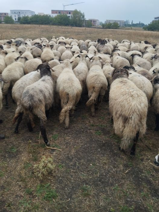Vând oi țurcane ..….