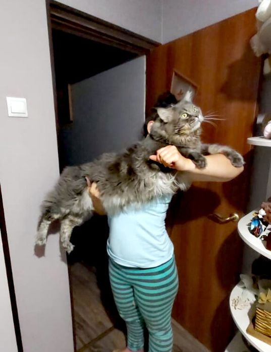 Котята мейнкун продаются