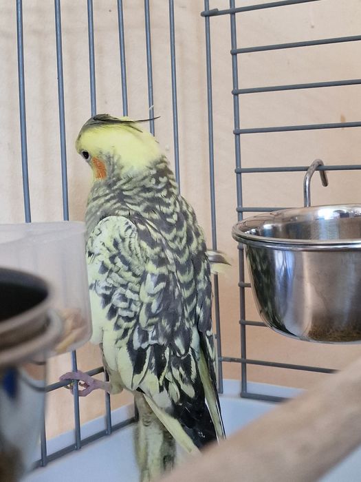 Попугай Корелла-нимфа  продам