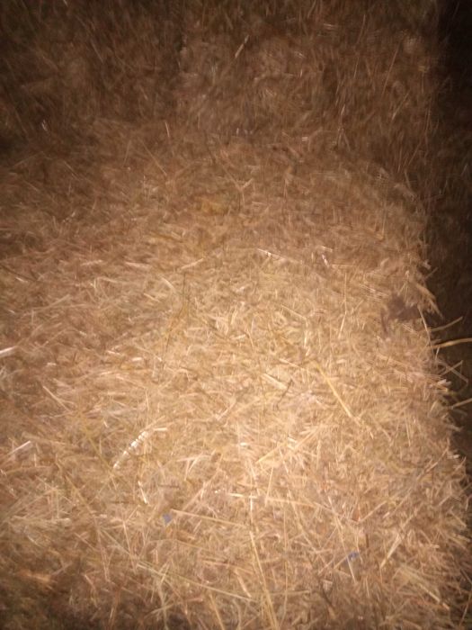 Малки бали сено 2025