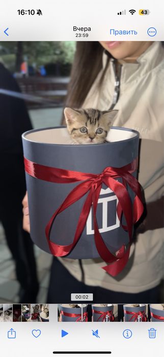 Котята шотландские