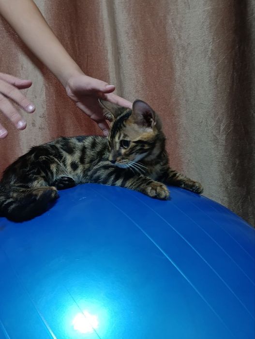Продаются Бенгальские котята