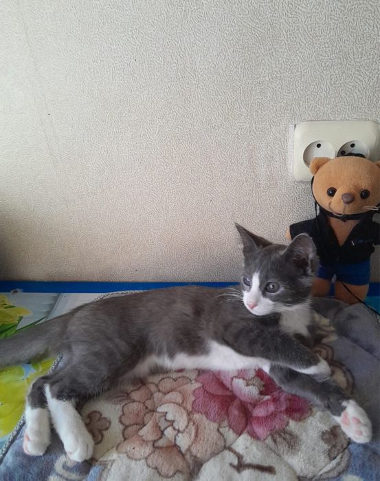 Отдам милых котеек