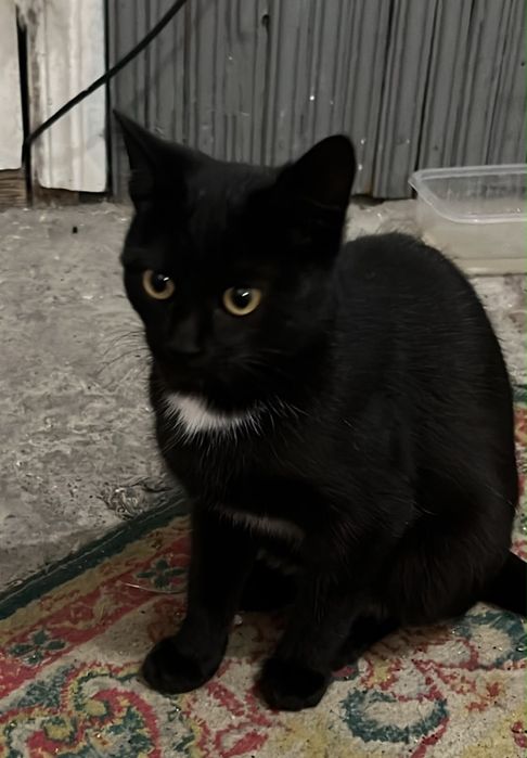 Отдам добрых котят