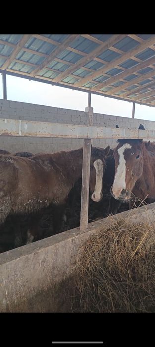 Жылқы,байланган тайлар сатылады