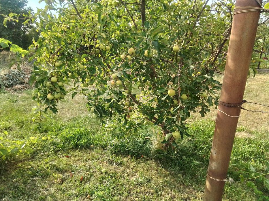 Продам дом-дачу, Есик, 5 км