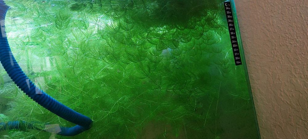 Криветки вишня красная