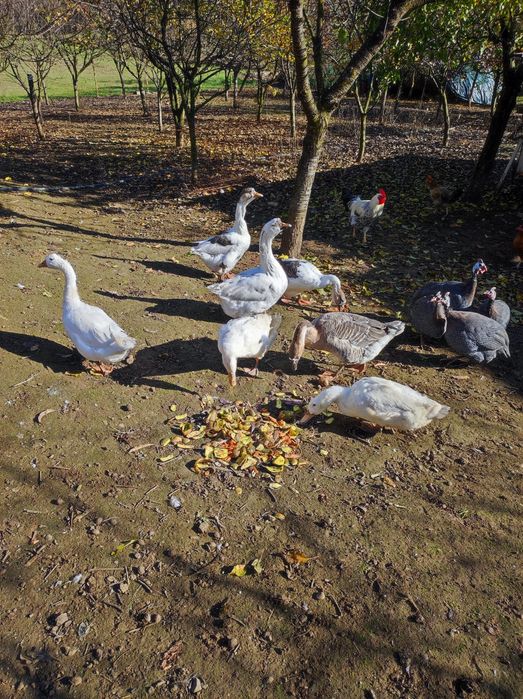 gâște de vanzare