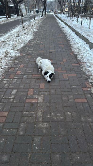 Отдам в хорошие руки