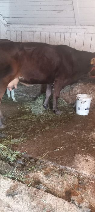 Vând vaca bruna gistanta