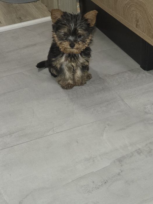 Мини Йорки момчета