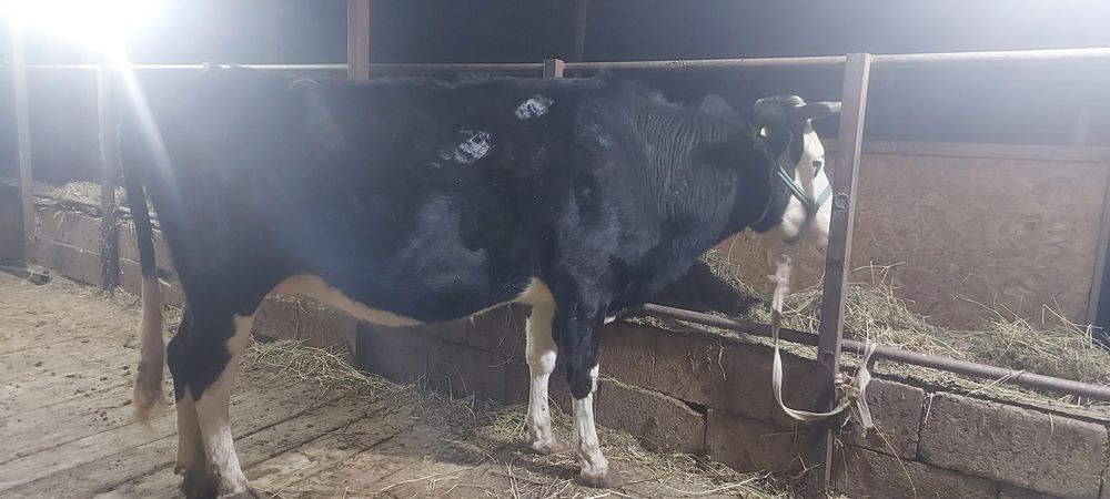 1 туган кунажын.