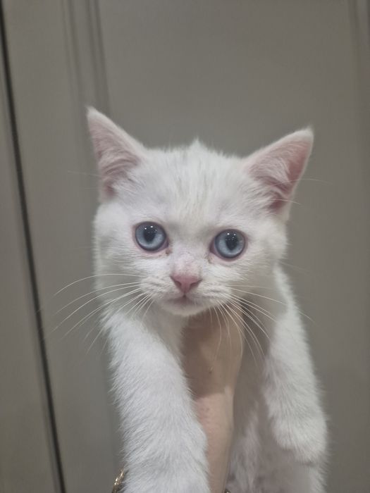 Британски котенца