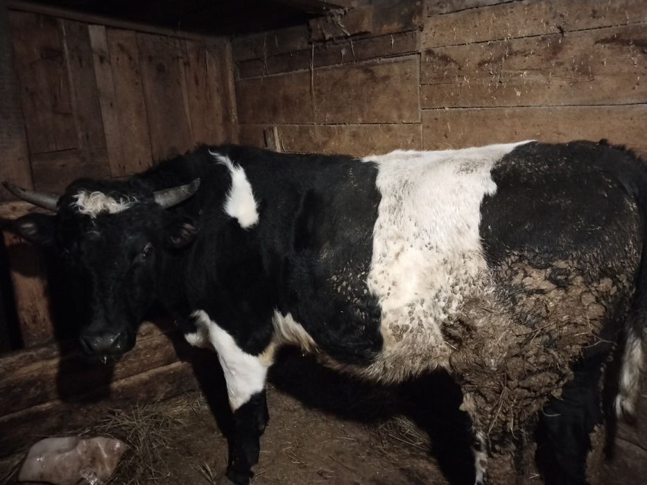 Продам быков лошадей баранов