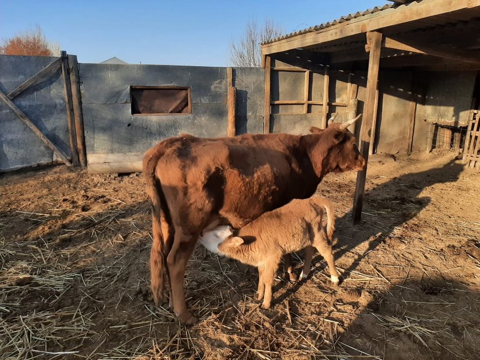 Сиырлар сатылады