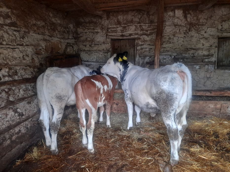 Vând 2 vitele belgiene și Taur baltat
